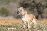 CAIRN TERRIER 326